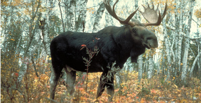 Шивэр молцог хандгай (Alces alces pfizenmayeri Zukowski, 1910)